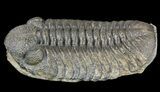 Morocops Trilobite - Nearly Removed From Rock #52423-3